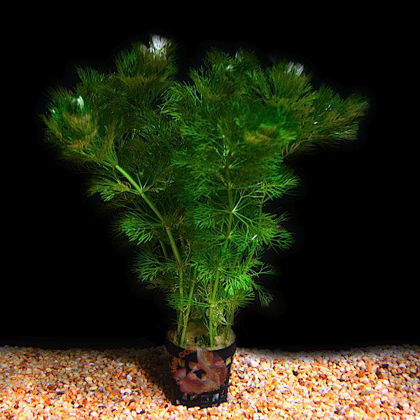 Cây Tiểu Bảo Tháp là dạng cây có thể nói cây dễ trồng tương đối đặc biệt trong hồ cá thủy sinh.chúng có thể chấp nhận những thông số nước dù cứng hay mềm cây vẫn có thể chịu được Nó phát triển tốt ở điều kiện ánh sáng cao cần hồ dinh dưỡng cao. Nếu bổ sung thêm Co2 Cây Tiểu Bảo Tháp sẽ cho ra lá tươi và bung xòe rất đẹp và vương cao rất nhanh sau một tuần . Với sự tăng trưởng khá cao và sự hấp thụ dinh dưỡng tốt, Cây Tiểu Bảo Tháp còn là ứng viên tuyệt vời cho các hồ thủy sinh bị dư dinh dưỡng.